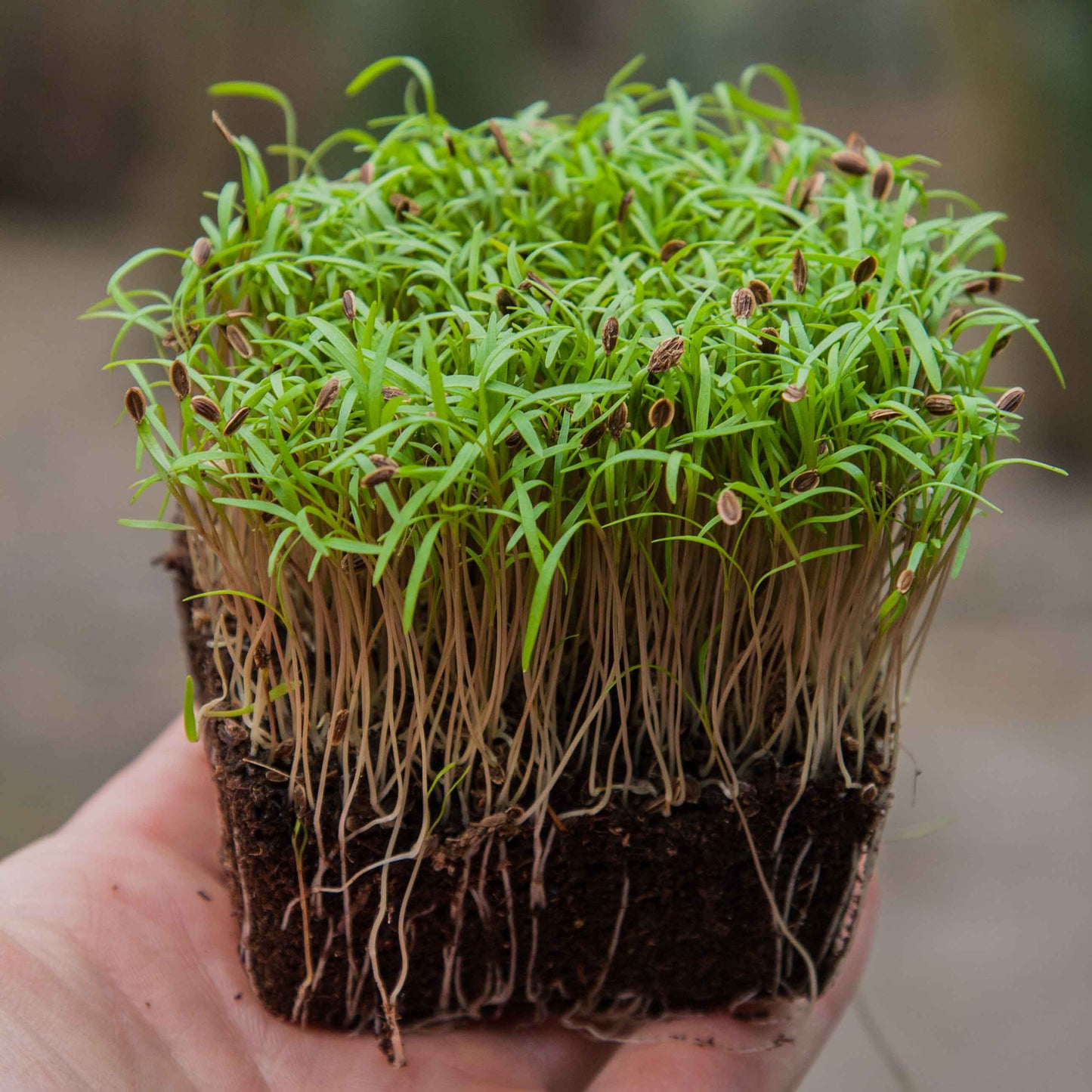 Dill – Organic Microgreen Seed