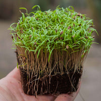 Dill – Organic Microgreen Seed