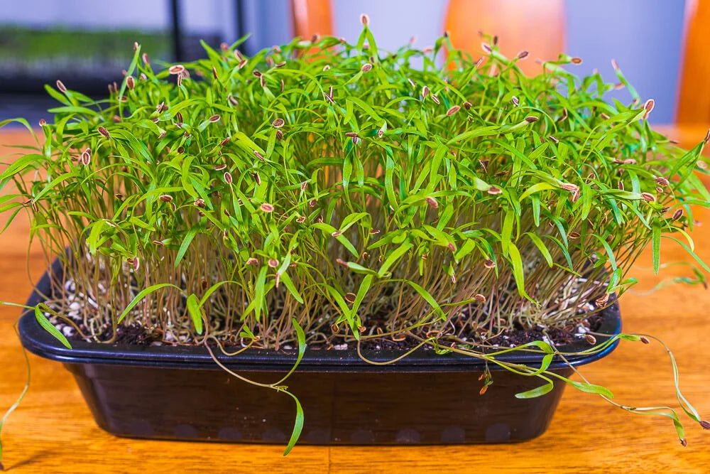 Dill – Organic Microgreen Seed