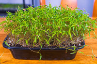Dill – Organic Microgreen Seed