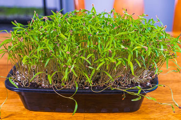 Dill – Organic Microgreen Seed