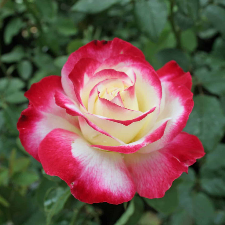 Double Delight Hybrid Tea Rose Seeds – Heirloom, Non-GMO Flower Seeds for Planting