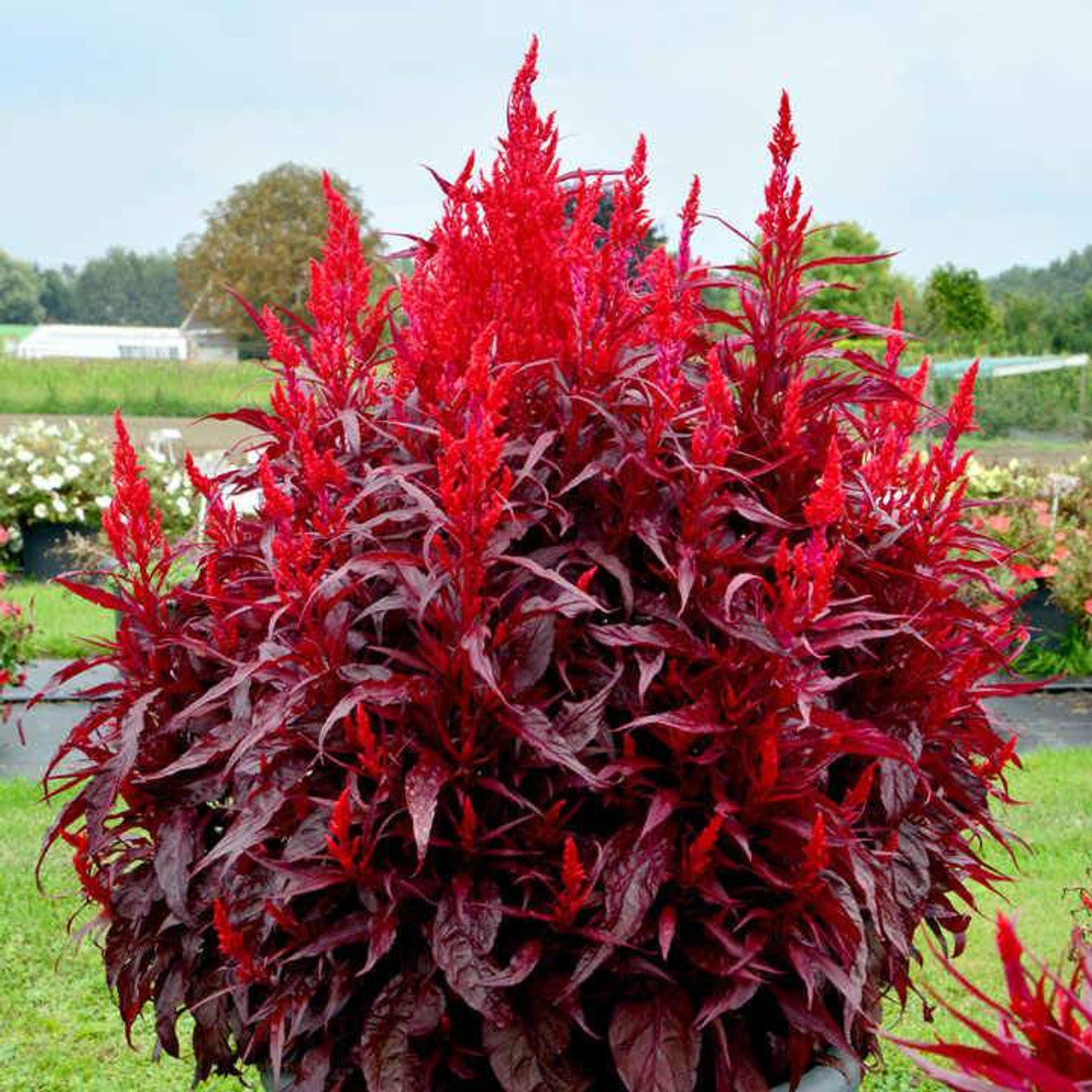 Celosia- Forest Fire
