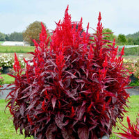 Celosia- Scarlet Plume