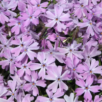 Creeping Phlox Collection