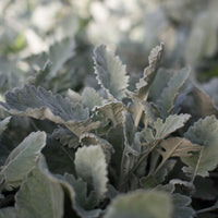 New Look – Dusty Miller Seed