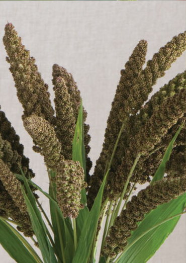 Highlander – Ornamental Grass Seed