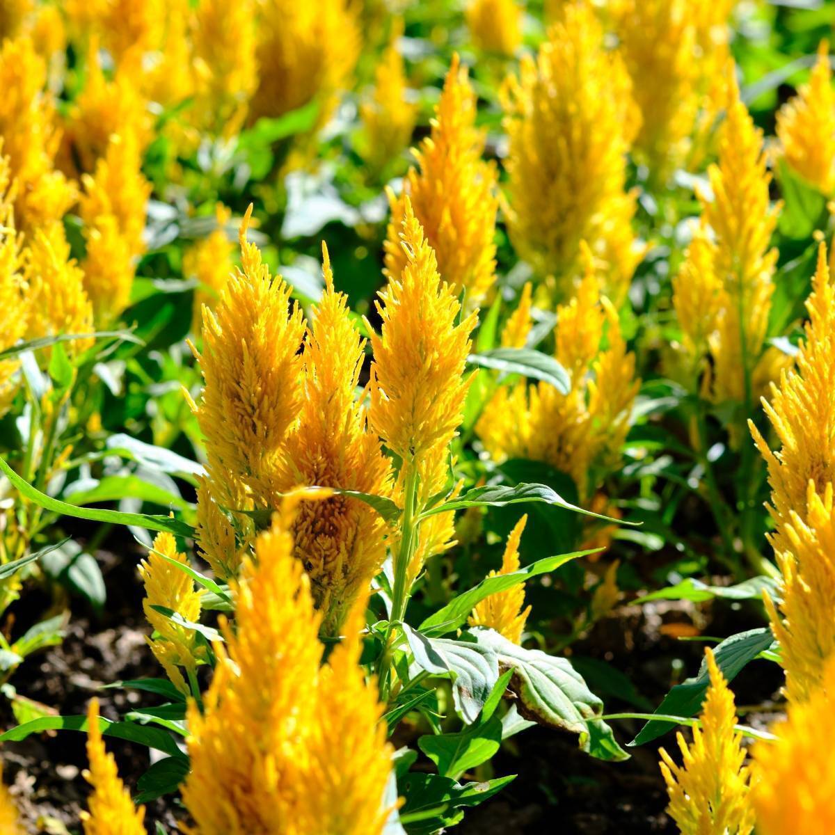 Celosia- Lilliput Golden Feather