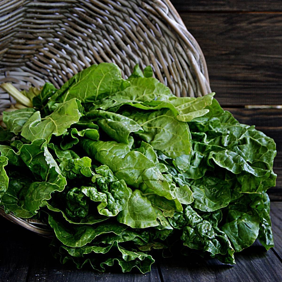 Silverbeet- Fordhook Giant