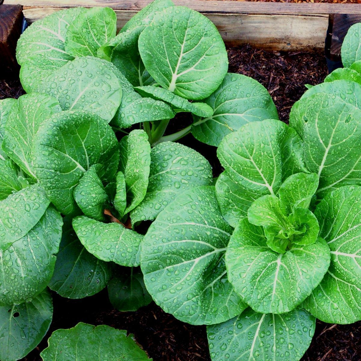 Cabbage, Chinese- Pak Choi - Cantong