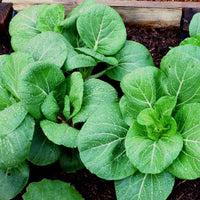 Cabbage, Chinese- Pak Choi - Cantong