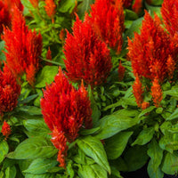 Celosia- Scarlet Plume