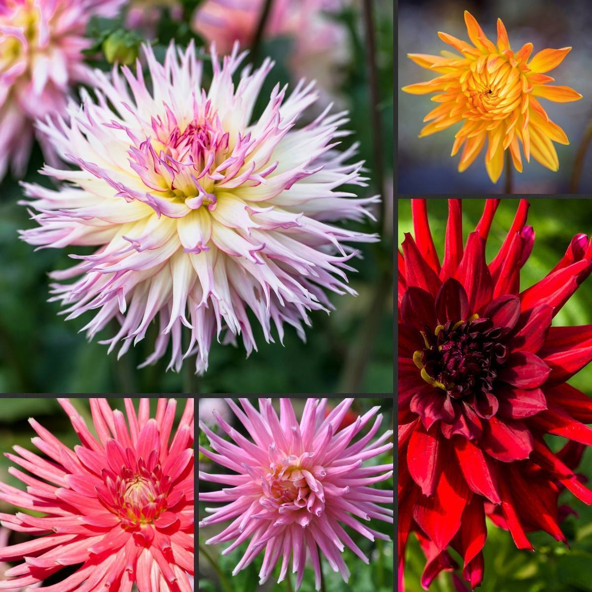 Dahlia- Cactus Flowered Mix