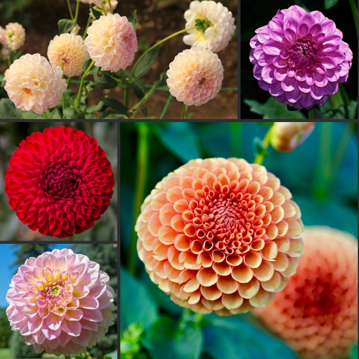 Dahlia- Pompon Double Flowered Mix