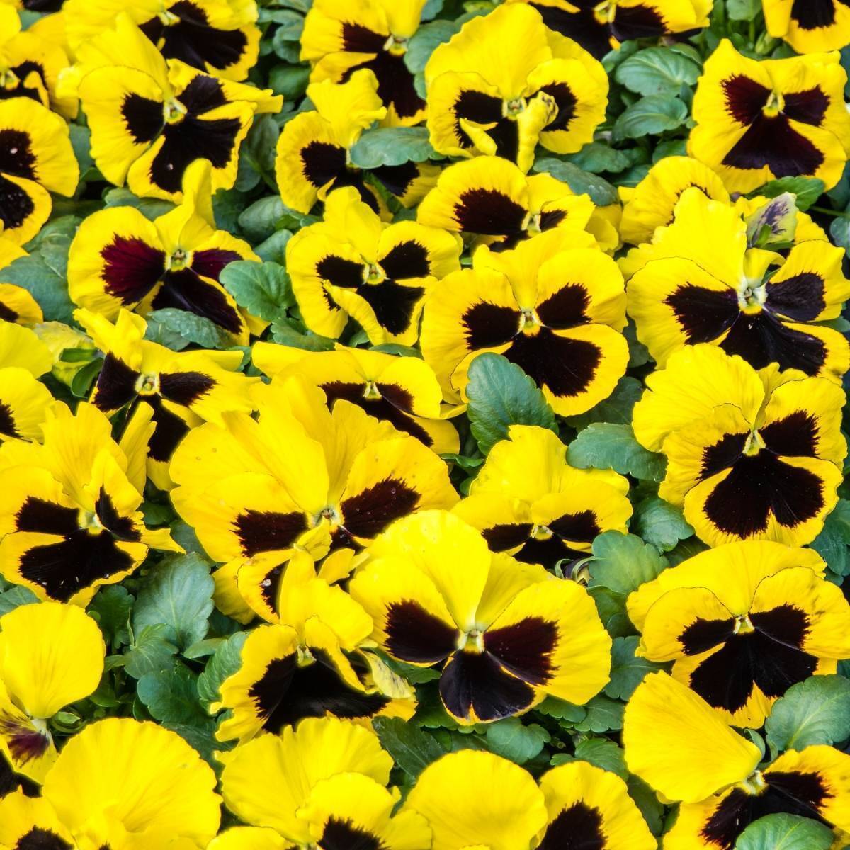 Pansy- Swiss Giants Rhinegold