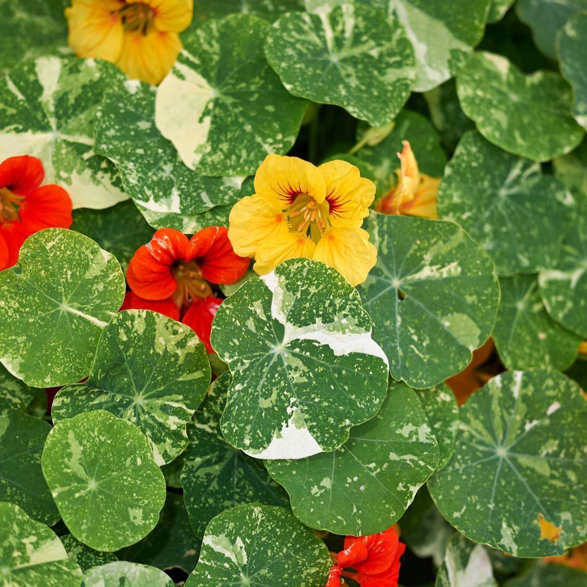 Nasturtium- Alaska Mixed