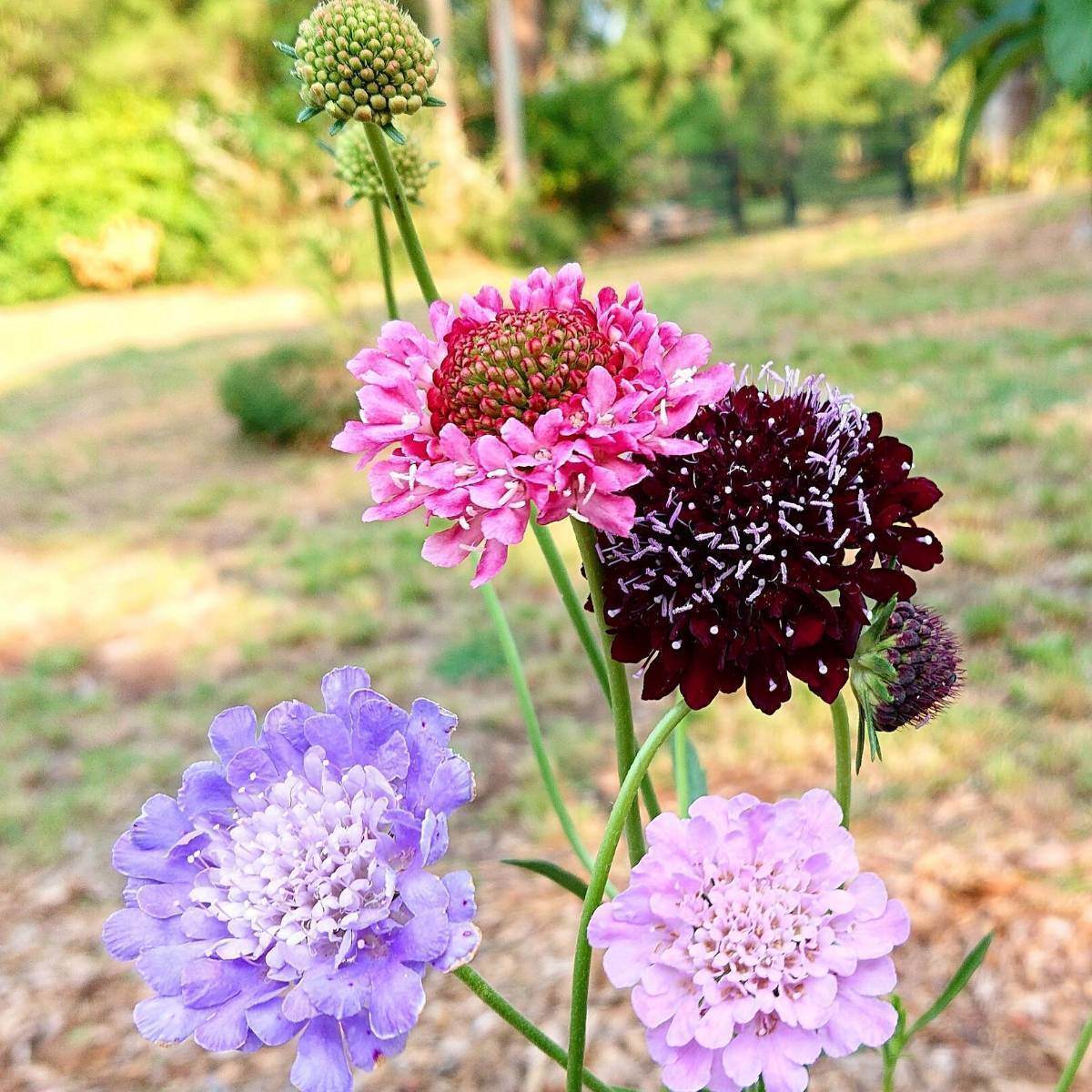 Pincushion Flower- Mixed