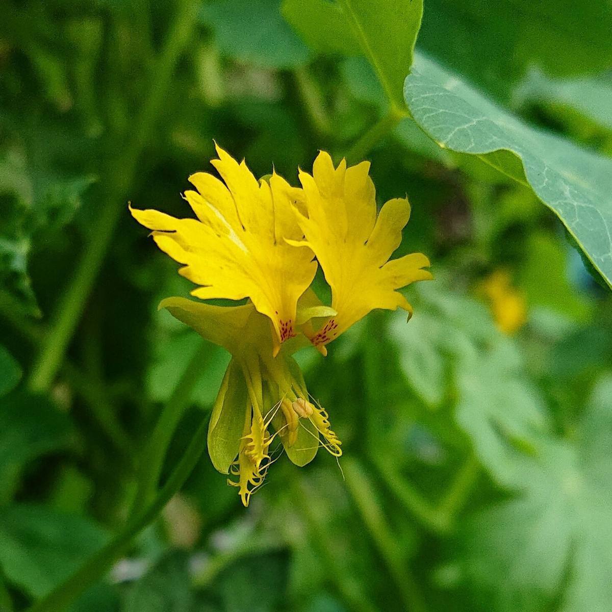 Canary Creeper Nasturtium