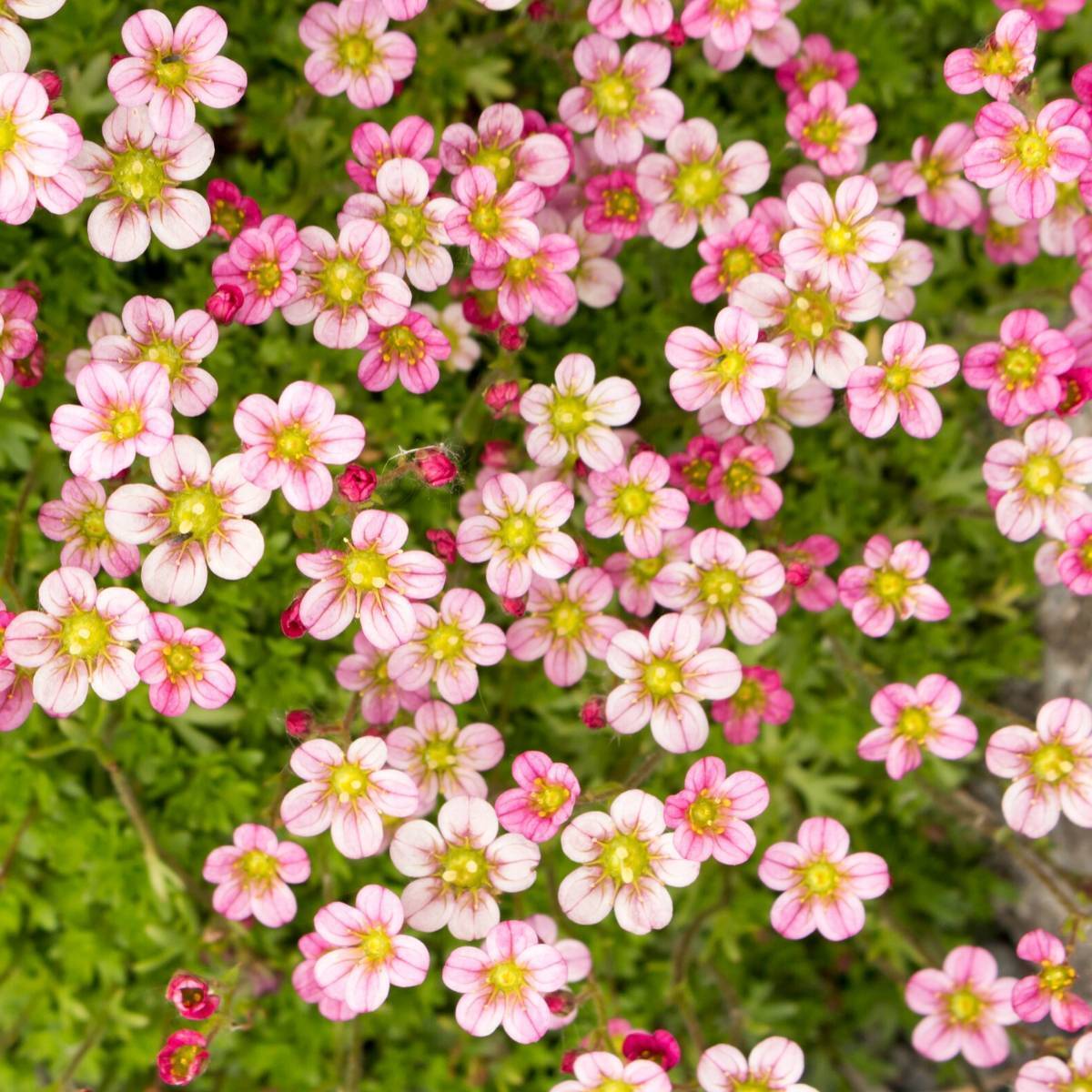 Saxifraga- Floral Carpet
