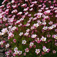 Saxifraga- Floral Carpet