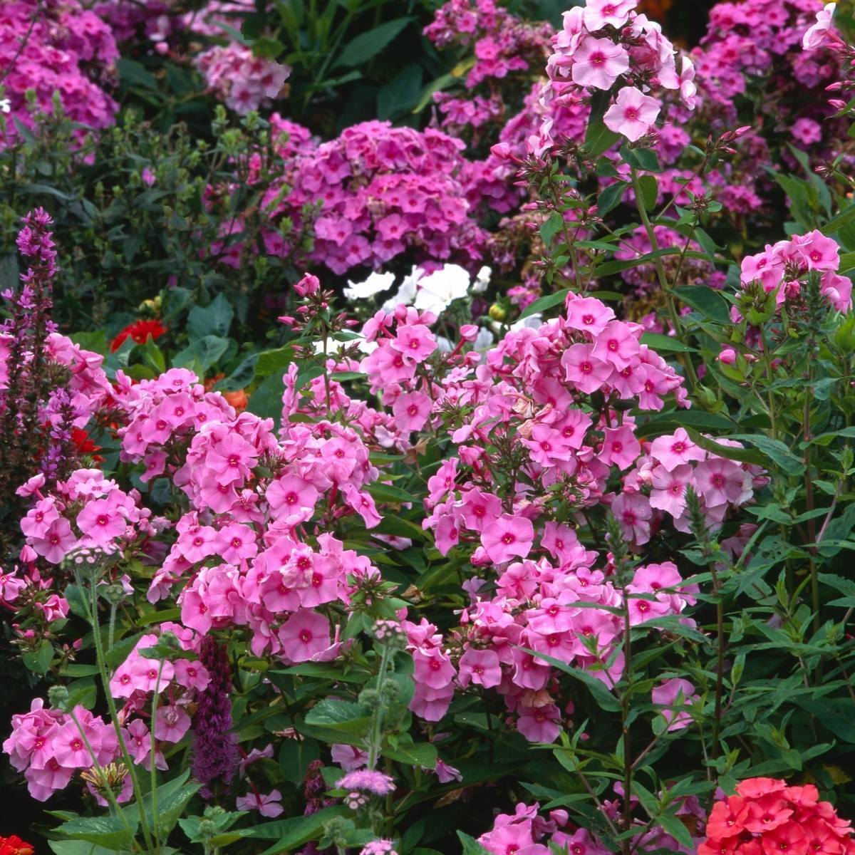 Phlox- Paniculata Mix