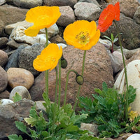 Iceland Poppy- Victory Giants Mix
