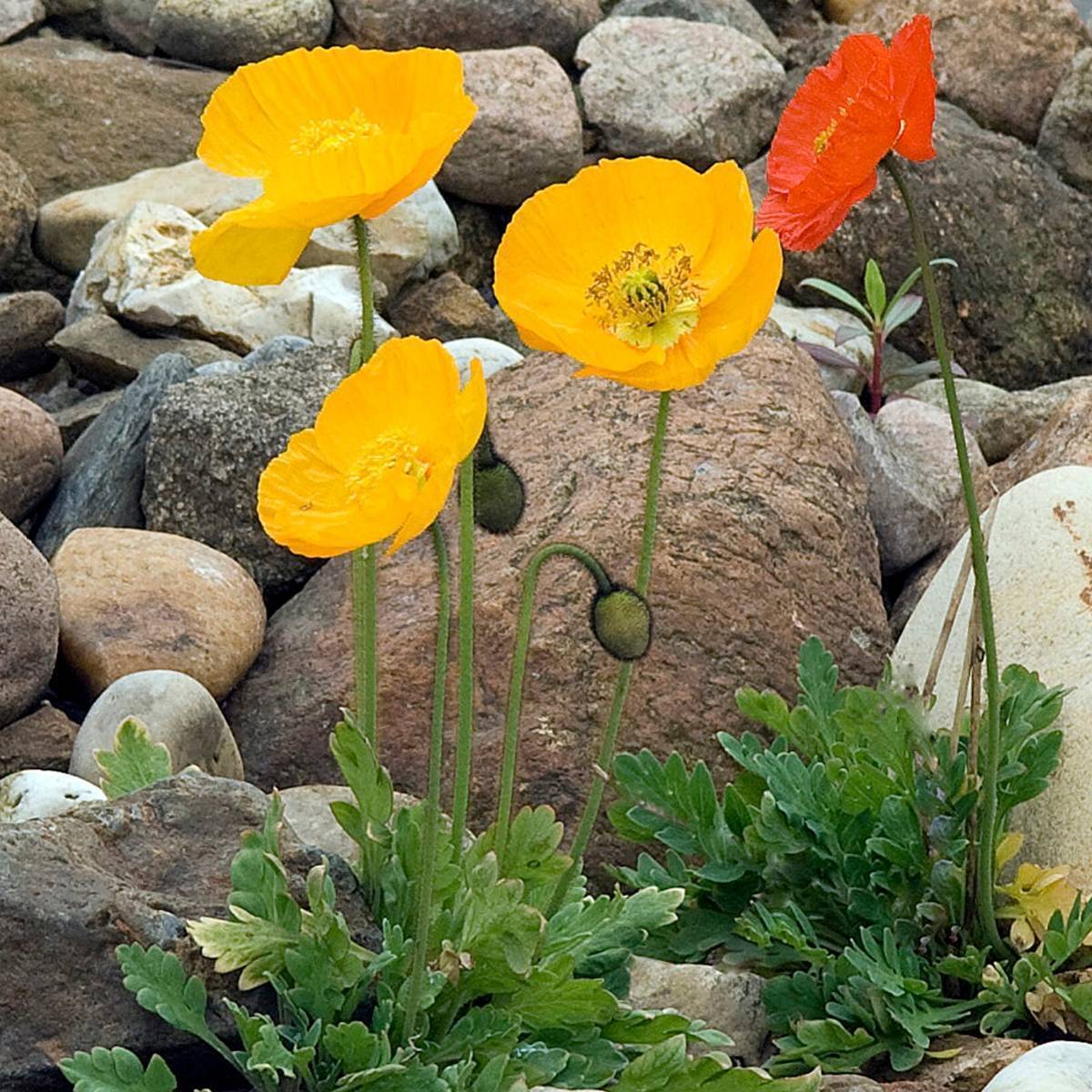 Iceland Poppy- Victory Giants Mix