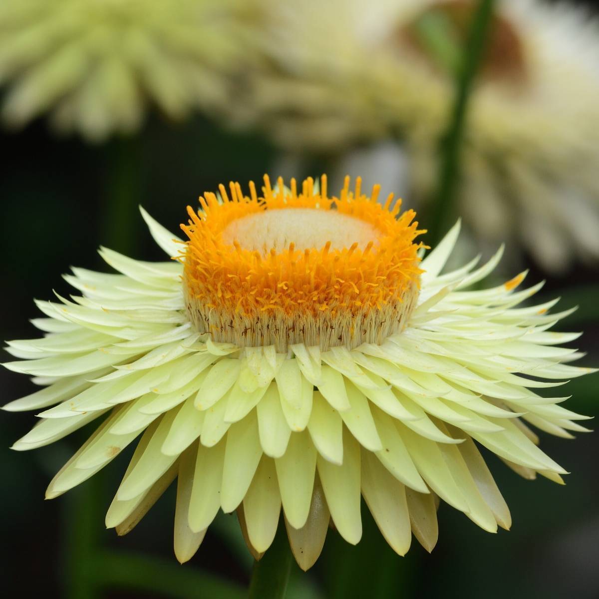 Everlasting Daisy- Lemon