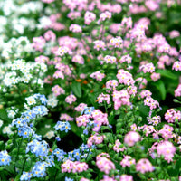 Forget Me Not- Choice Mix