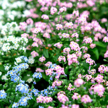 Forget Me Not- Choice Mix