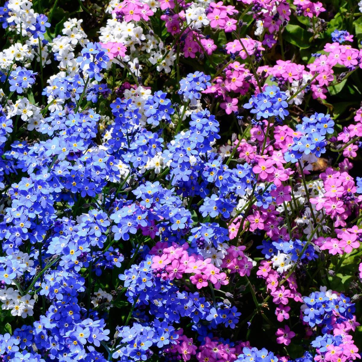 Forget Me Not- Choice Mix