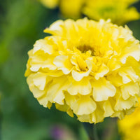 Marigold, French- Lemon Drop