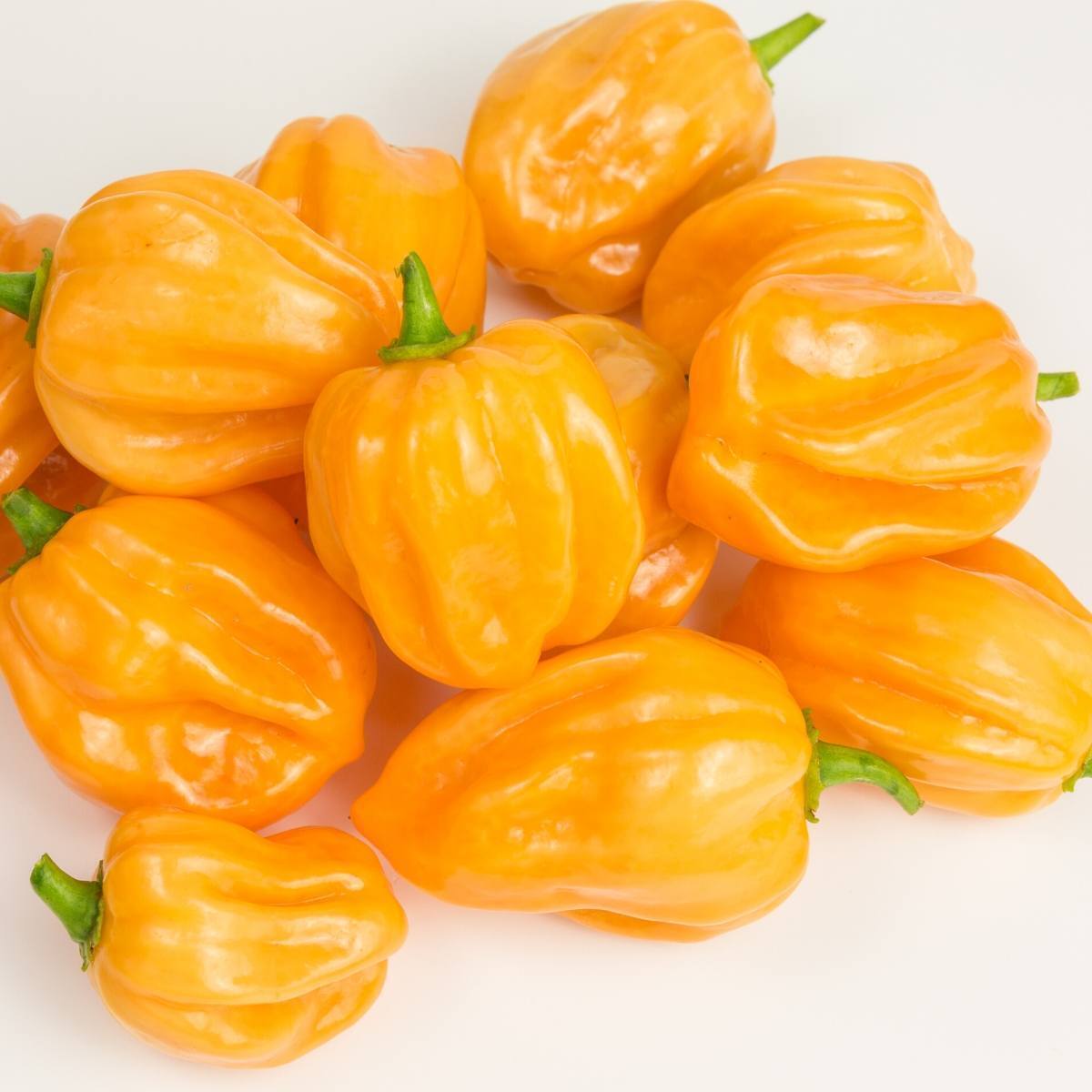 Chilli- Habanero Yellow
