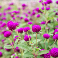 Globe Amaranth- Tall Purple