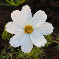 Cosmos- Dwarf Vega White