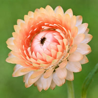 Everlasting Daisy- Salmon Rose