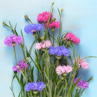 Cornflower- Dwarf Polka Dot Mix