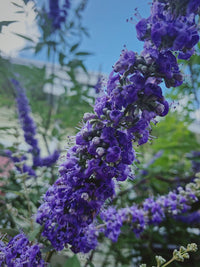 Chasteberry Flower Seeds for Planting - Heirloom, Non-GMO Seeds for Home Garden