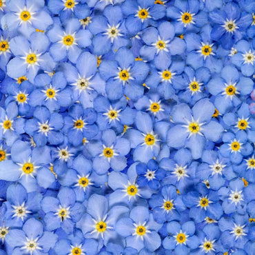 Forget Me Not- Blue Ball