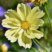 Cosmos- Sunset Yellow