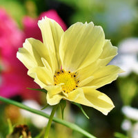 Cosmos- Sunset Yellow