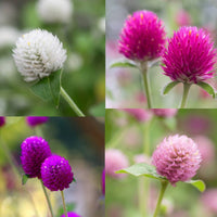 Globe Amaranth- Tall Mix