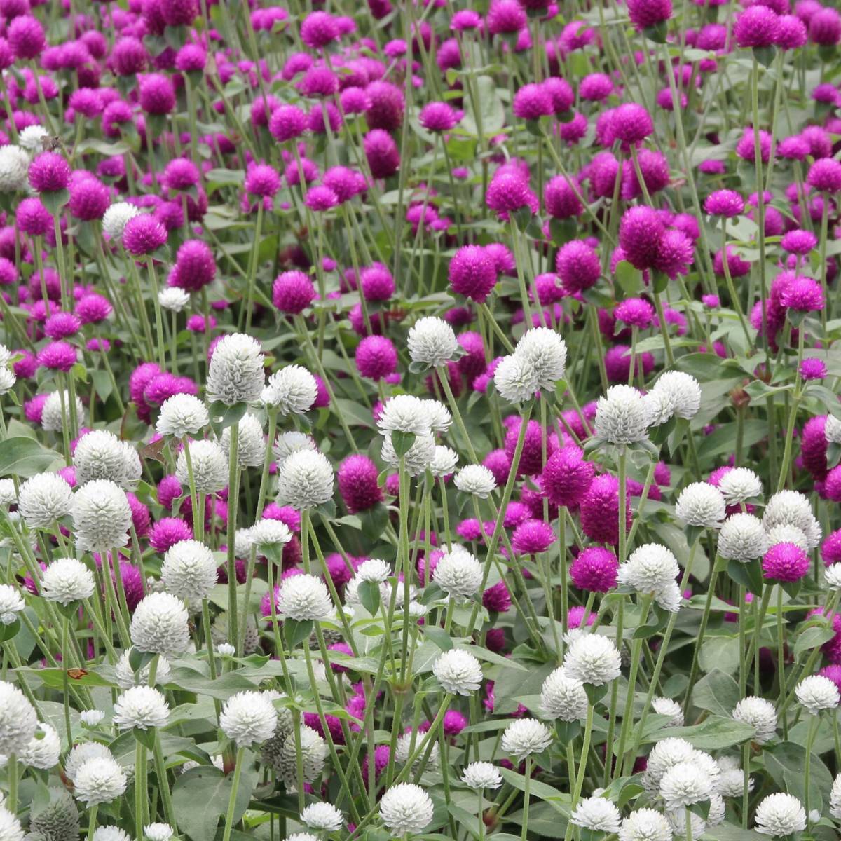 Globe Amaranth- Tall Mix