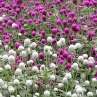Globe Amaranth- Tall Mix
