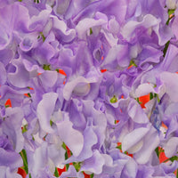Sweetpea- Mammoth Lavender