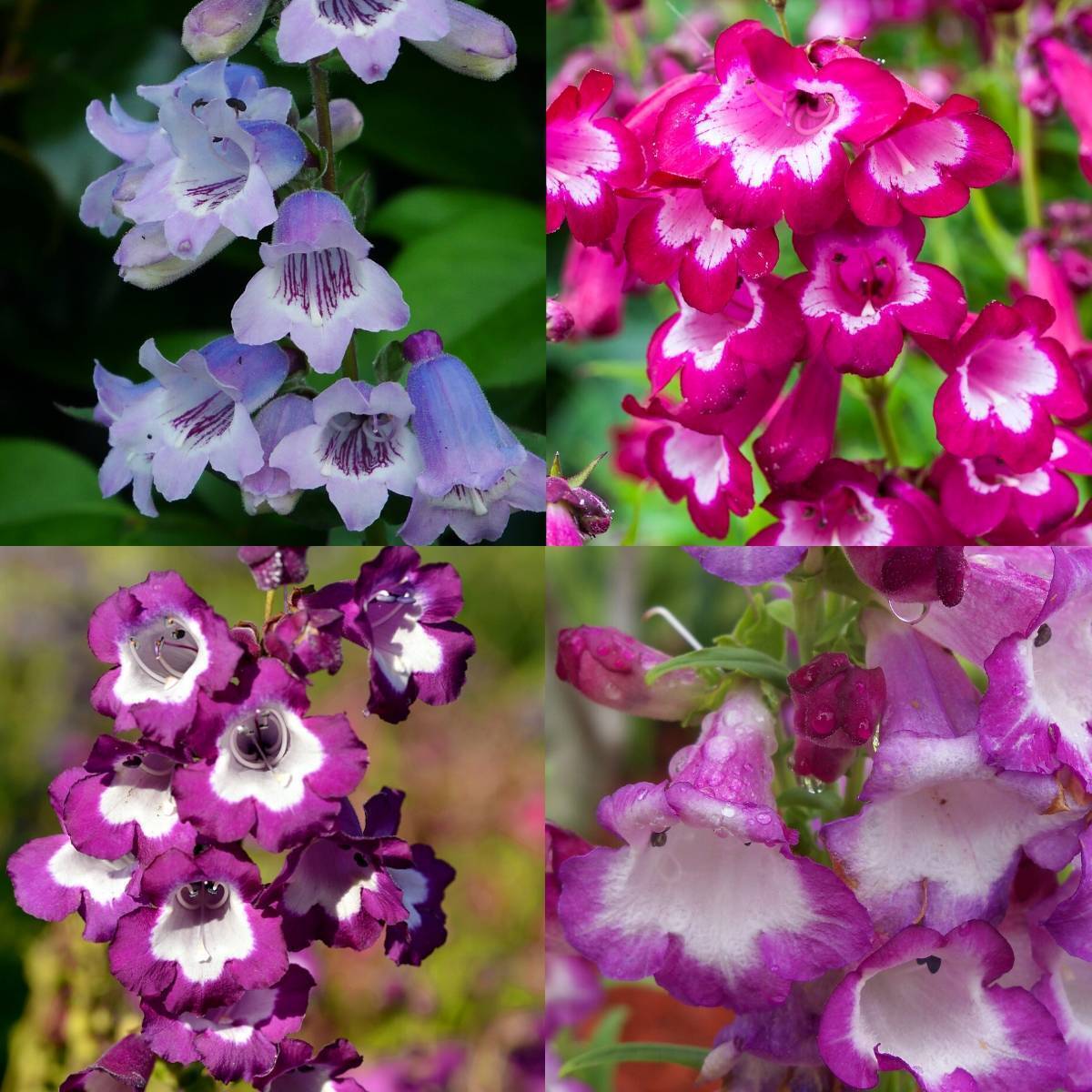Penstemon- Sensation Mixed
