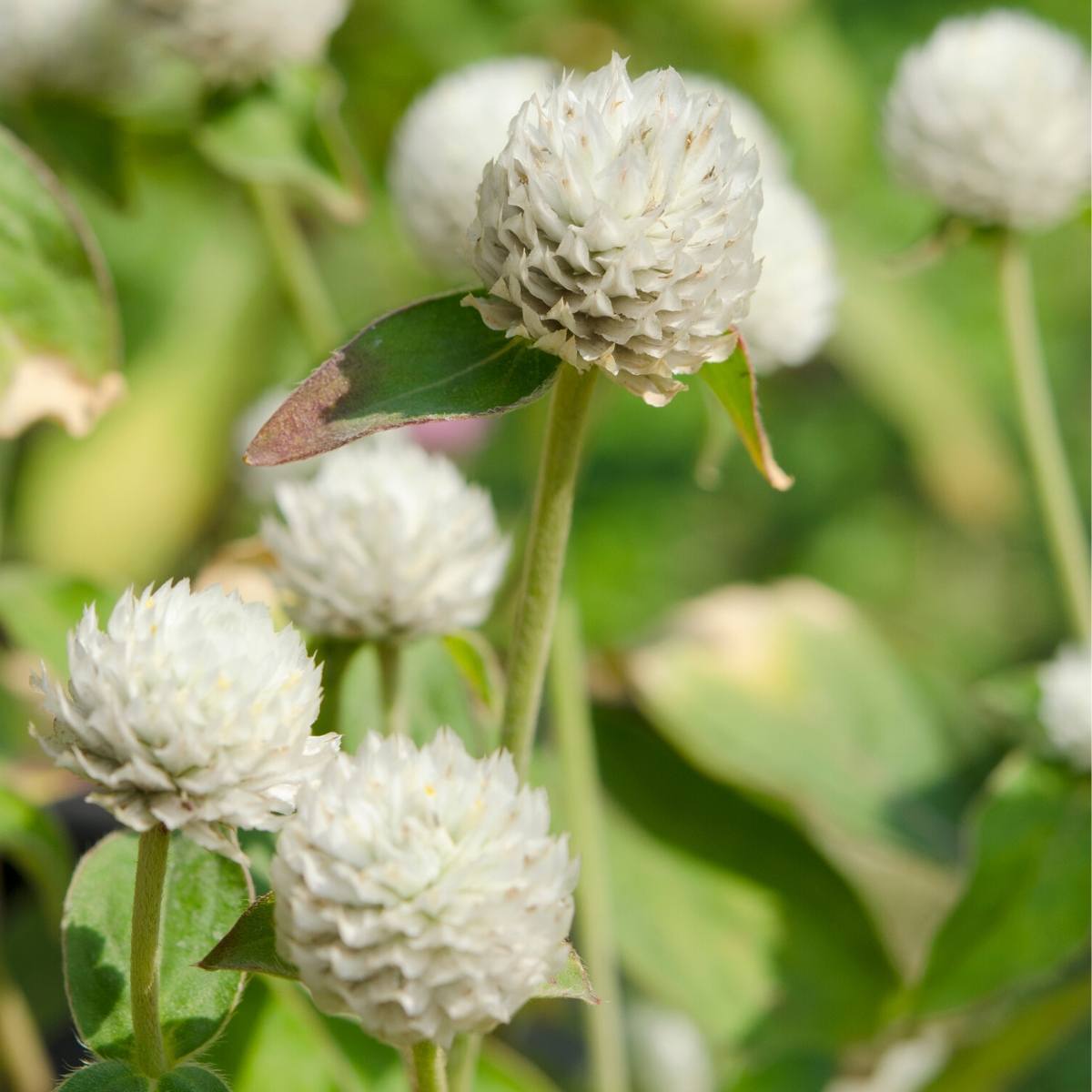 Globe Amaranth- Tall White