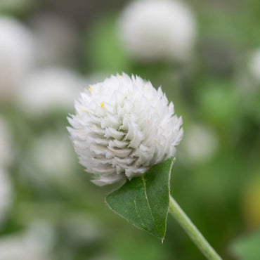 Globe Amaranth- Tall White