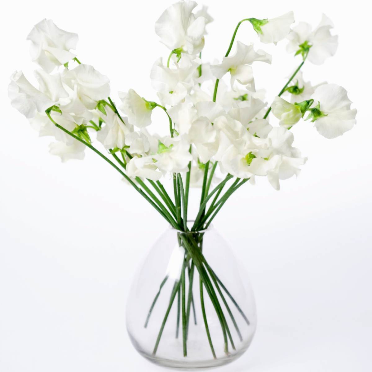 Sweetpea- Mammoth White