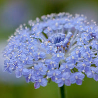 Rottnest Island Daisy